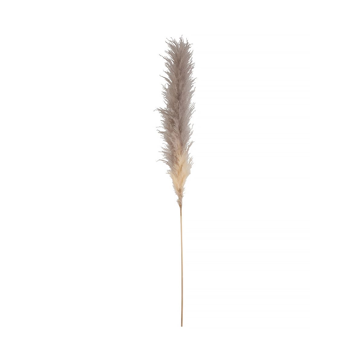 J-Linе Ветка PAMPAS 170см 2617